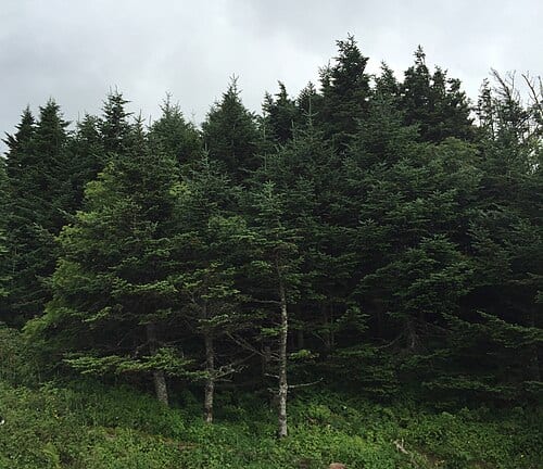 Fraser Fir trees near the summit of Mount Mitchell in Mount Mitchell State Park, North Carolina