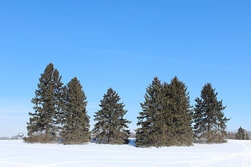 Buhr Park in Winter, Ann Arbor, Michigan. Camera location 42° 14′ 50.9″ N, 83° 42′ 36.25″ W View this and other nearby images on: OpenStreetMap 42.247472; -83.710069