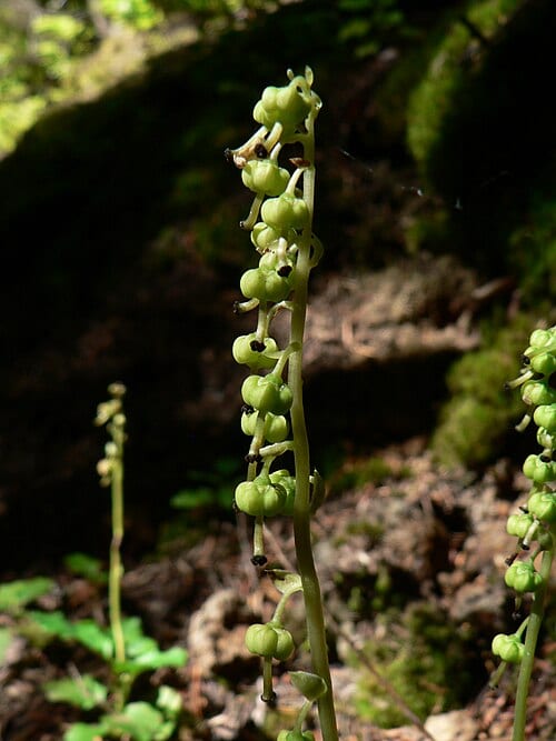 Sidebells Wintergreen, One-sided Pyrola