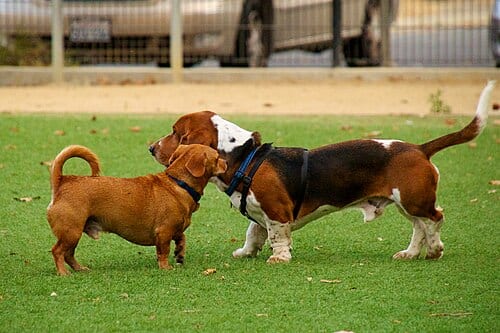 Kermit at the Miyuki Dog Park