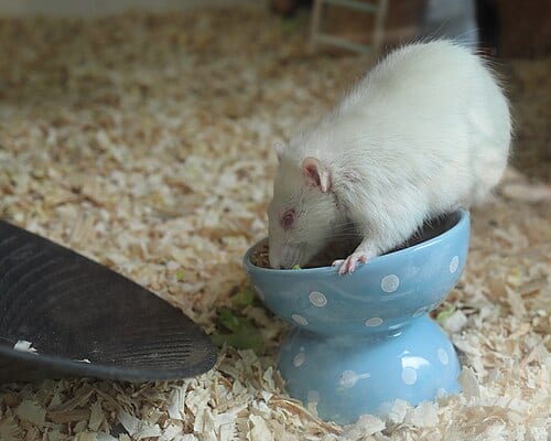 This domesticated rat named George is one of the creatures visitors can meet at the Capen Hill Nature Sanctuary Visitor Center