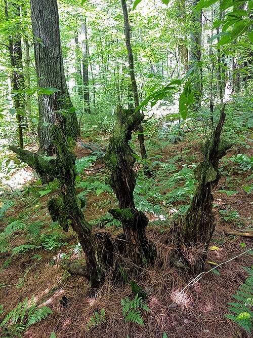 Decomposing stump - Christmas Rocks State Nature Preserve, Lancaster, Ohio