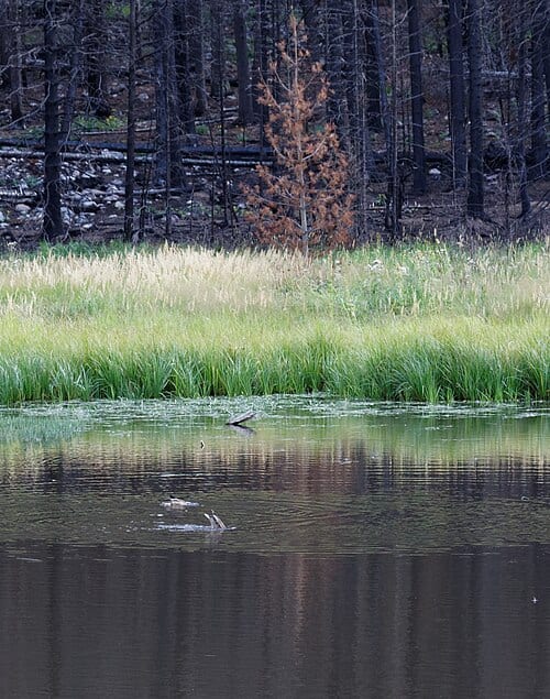 Bear Lake to Cub Lake