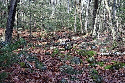 The boulder field along the Morse Pond Trail, at Claire Birtz Wildlife Sanctuary. The rocks are generally covered with moss and lichen.