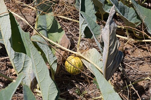 calabaza (wild gourd) Cucurbita foetidissima in Embudo Canyon